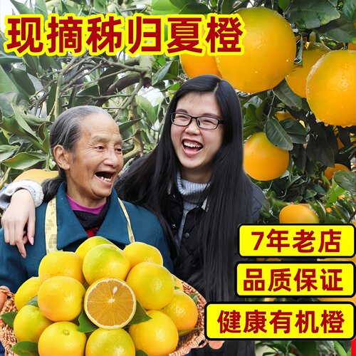 【2026新橙】秭归夏橙新鲜橙子