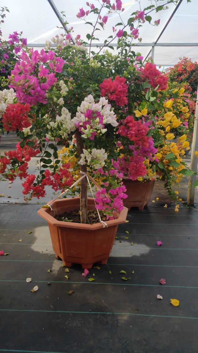 多色三角梅四季开花一物一拍