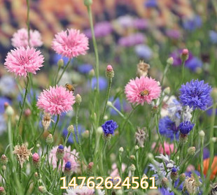 矢车菊花种子春秋播园林景观绿化耐寒四季播易活花卉种子公斤包邮