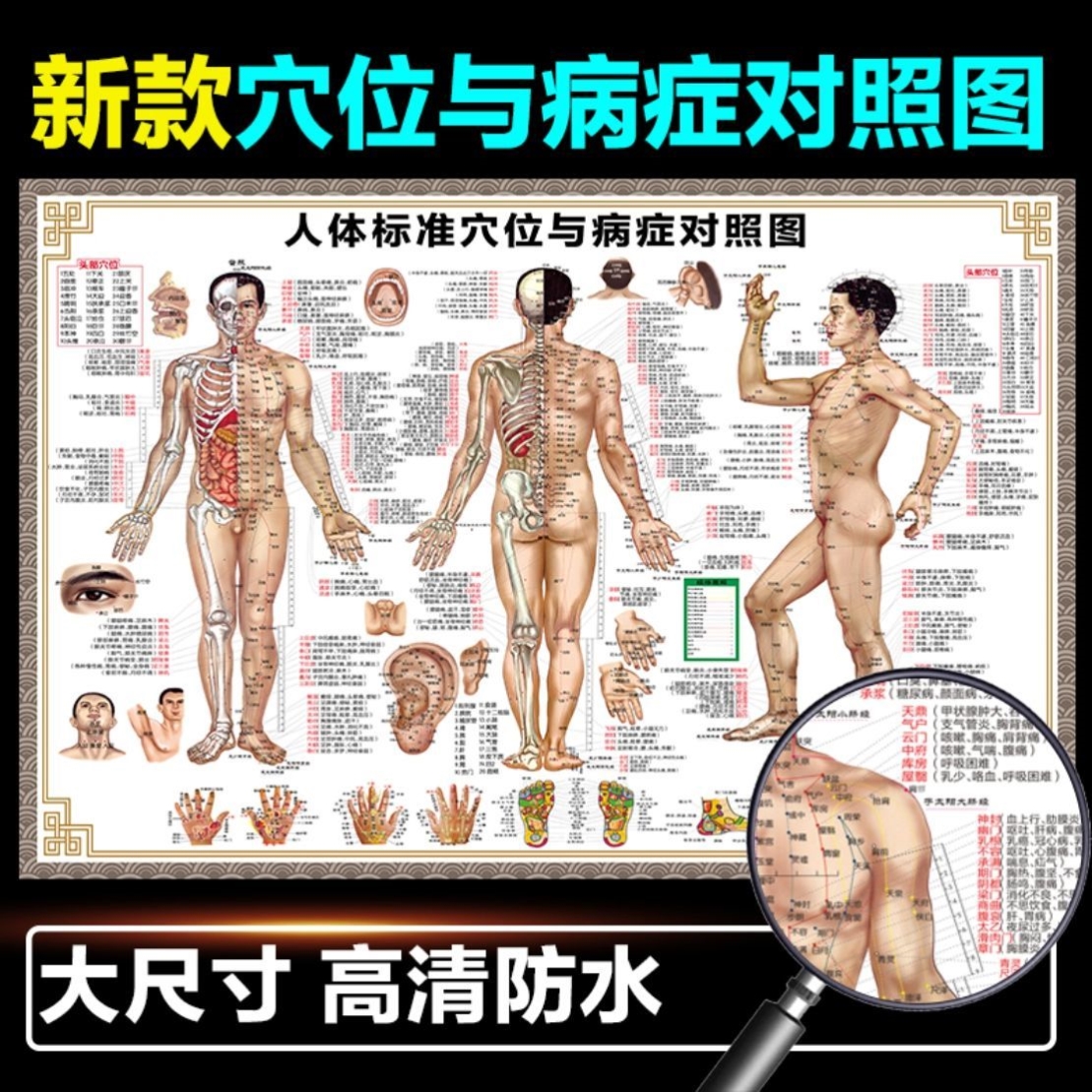 人体经络穴位图标准大挂图全身高清中医养生艾灸推拿按摩背部针灸