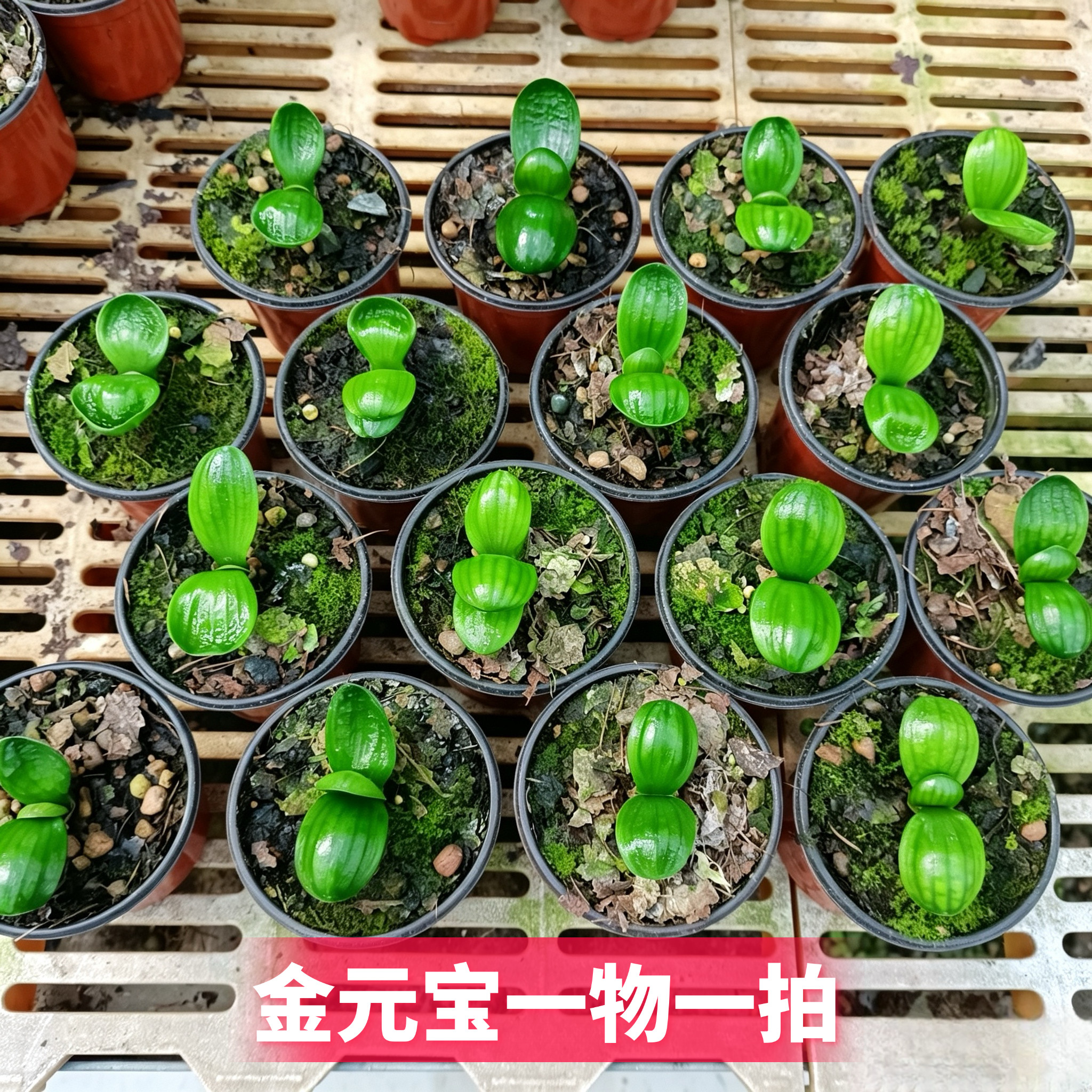 长春高端君子兰精品小苗虎头金元宝宽叶圆头麻脸室内绿植花卉盆栽
