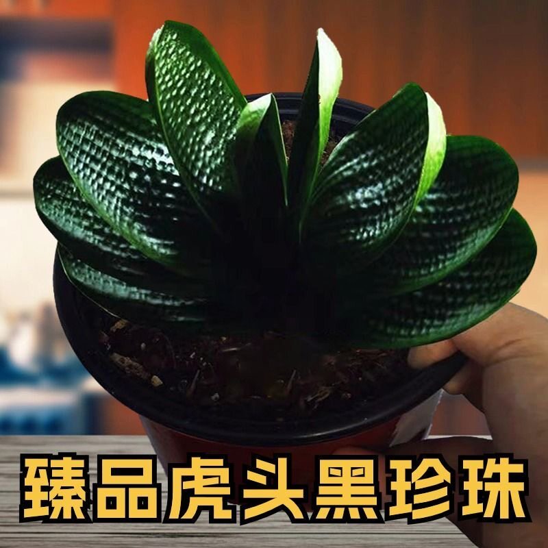 长春君子兰高端精品虎头珍珠小苗粗筋麻脸深坑纹圆头短叶油匠