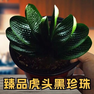 长春君子兰高端精品虎头珍珠小苗粗筋麻脸深坑纹圆头短叶油匠