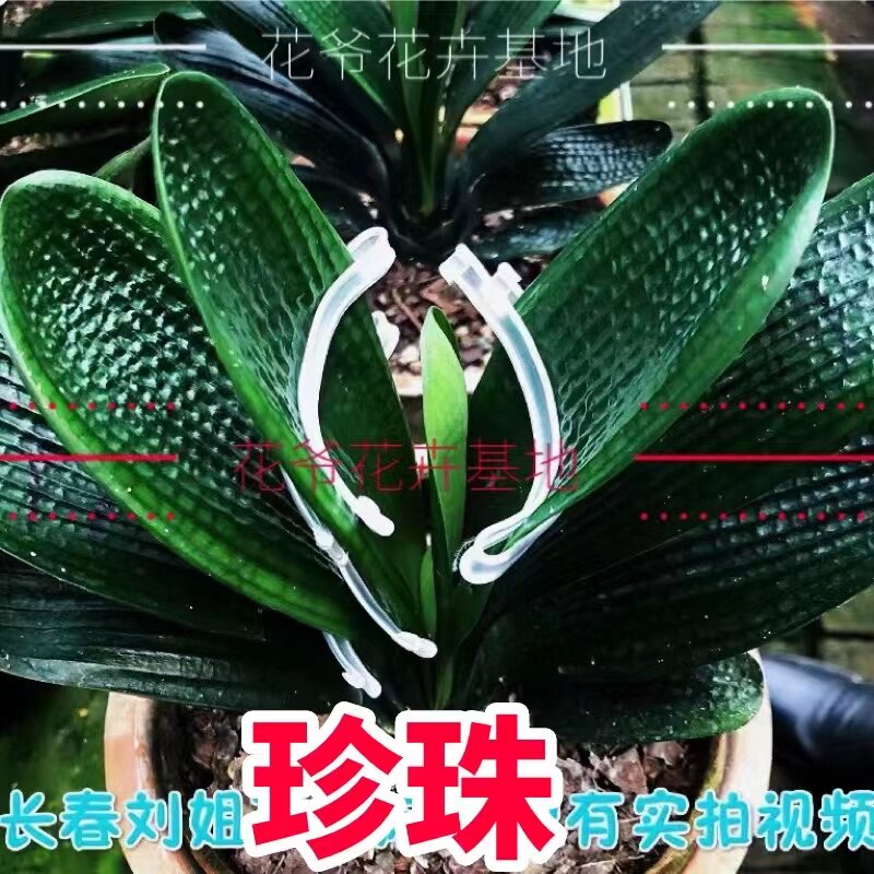 东北名贵长春国宝精品虎头粗筋珍珠麻脸深坑纹圆头短叶和尚小苗