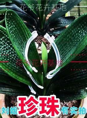 东北名贵长春国宝精品虎头粗筋珍珠麻脸深坑纹圆头短叶和尚小苗