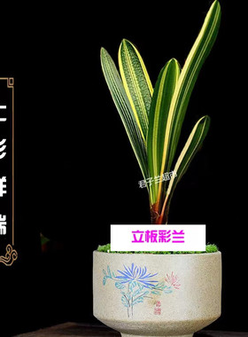 长春名贵精品立板彩兰出门白墨彩短叶麻脸福伦鸳鸯金丝彩室内花卉