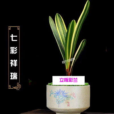 长春名贵精品立板彩兰出门白墨彩短叶麻脸福伦鸳鸯金丝彩室内花卉