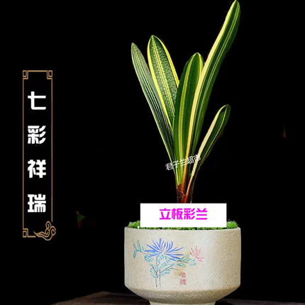 长春名贵精品立板彩兰出门白墨彩短叶麻脸福伦鸳鸯金丝彩室内花卉