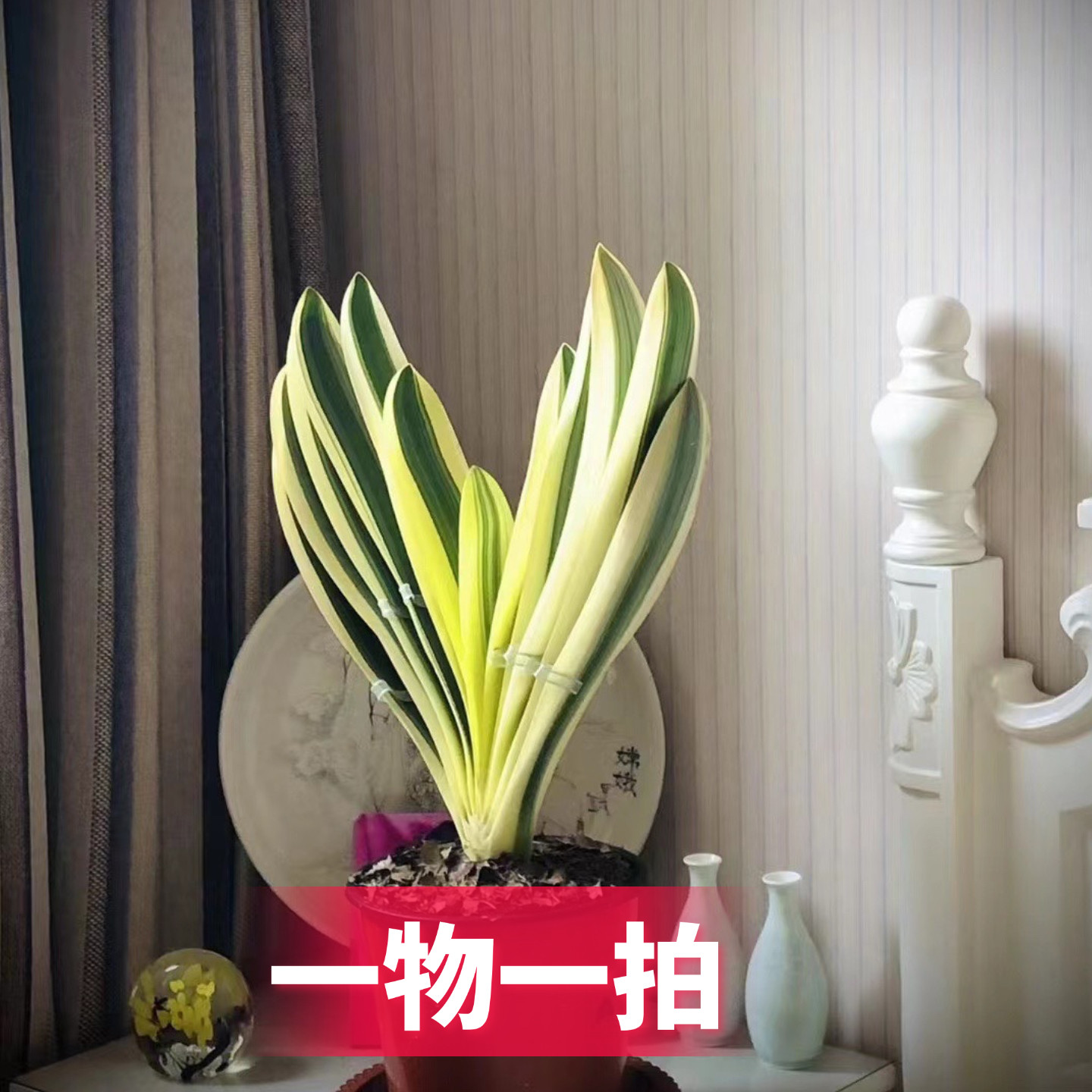 长春高端精品君子兰小苗彩兰福伦鸳鸯一线天立板香花花卉绿植盆栽