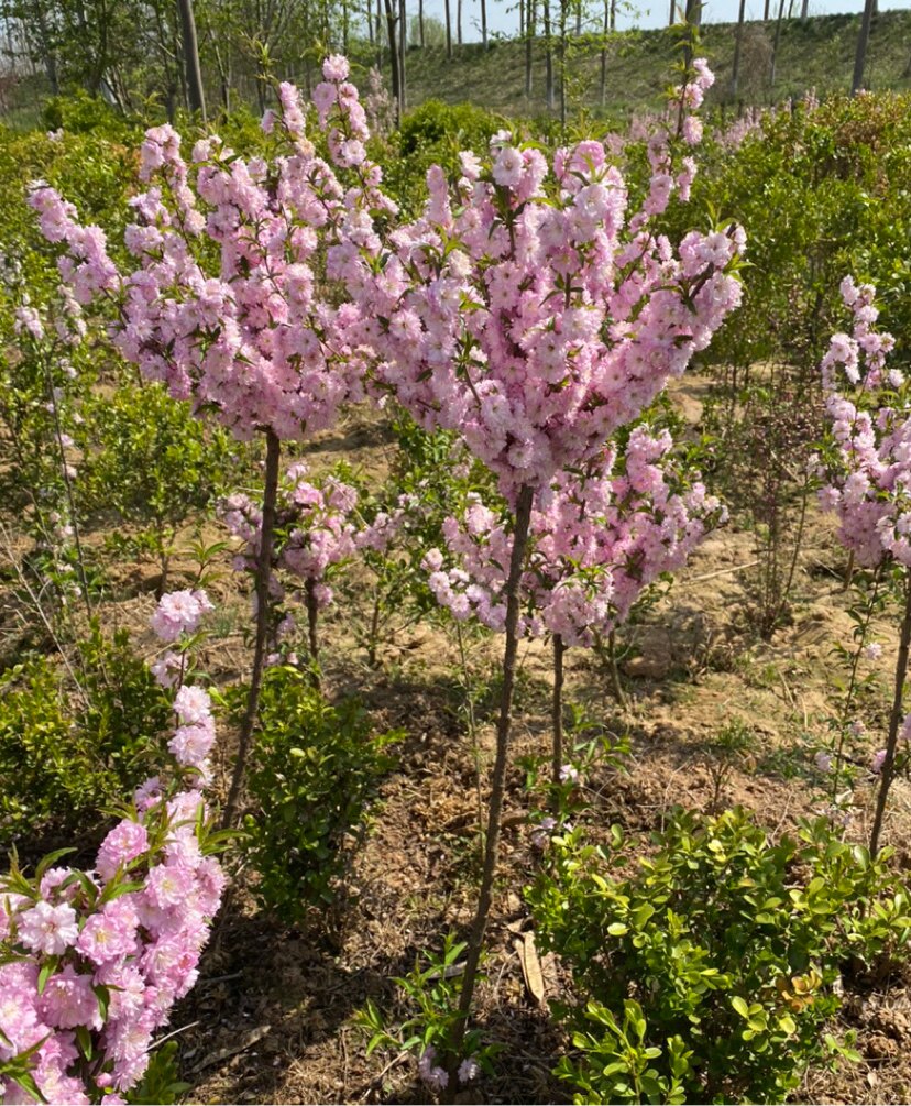 原生重瓣郁李苗  粉色梅花  榆叶梅  庭院绿化 盆栽地栽 耐寒耐旱