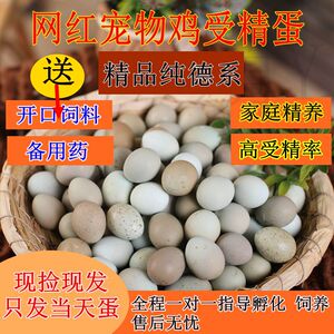 宠物鸡可孵化受精蛋网红鸡种蛋迷你小鹌鹑受精卵德系纯白瓦灰礼服