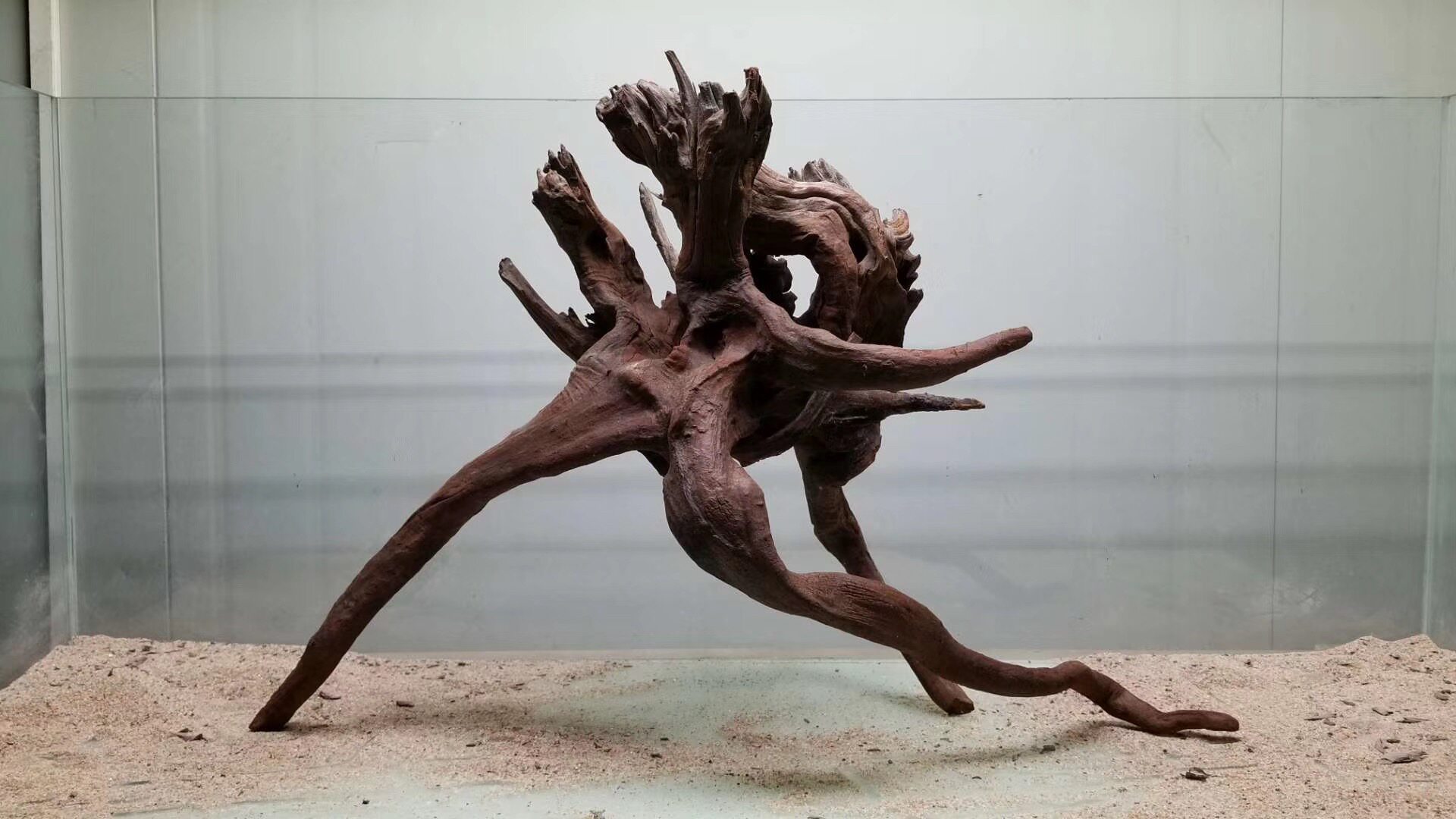 造景流鱼缸大沉木进口流木软化水质南美风亚马逊红腹鱼南美缸木头