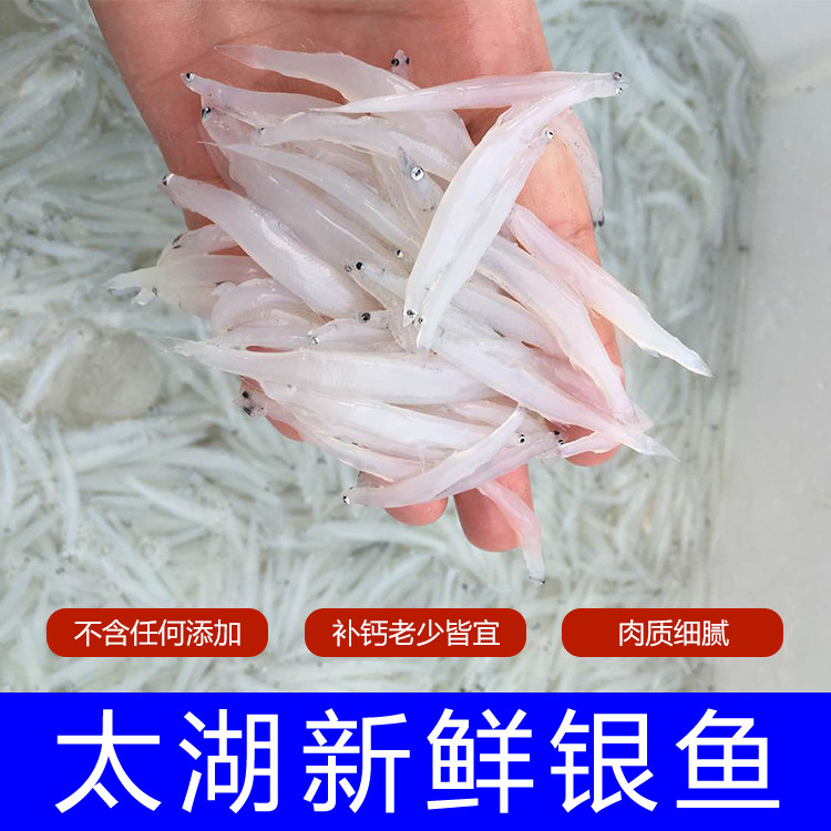新鲜银鱼野生银鱼面条鱼水产小银鱼冰鱼新鲜淡水银鱼500g