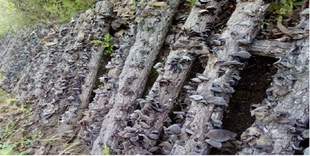 小碗耳500g东北黑木耳小碗耳 梯田秋木耳云耳鼠耳主妇干货羹银耳