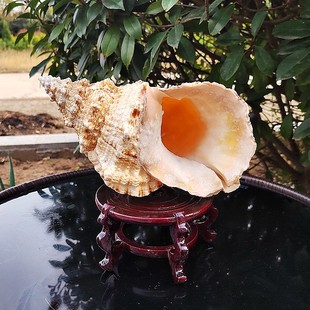 超大天然海螺大蛙螺石盘螺招财螺听音鱼缸造景吹音号法器四大名螺