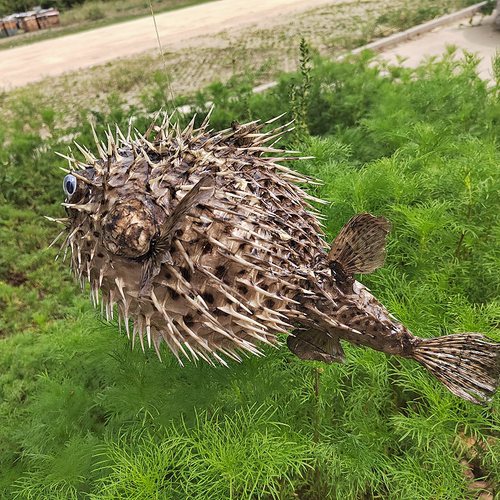 气鼓鱼刺豚鱼河豚创意挂饰