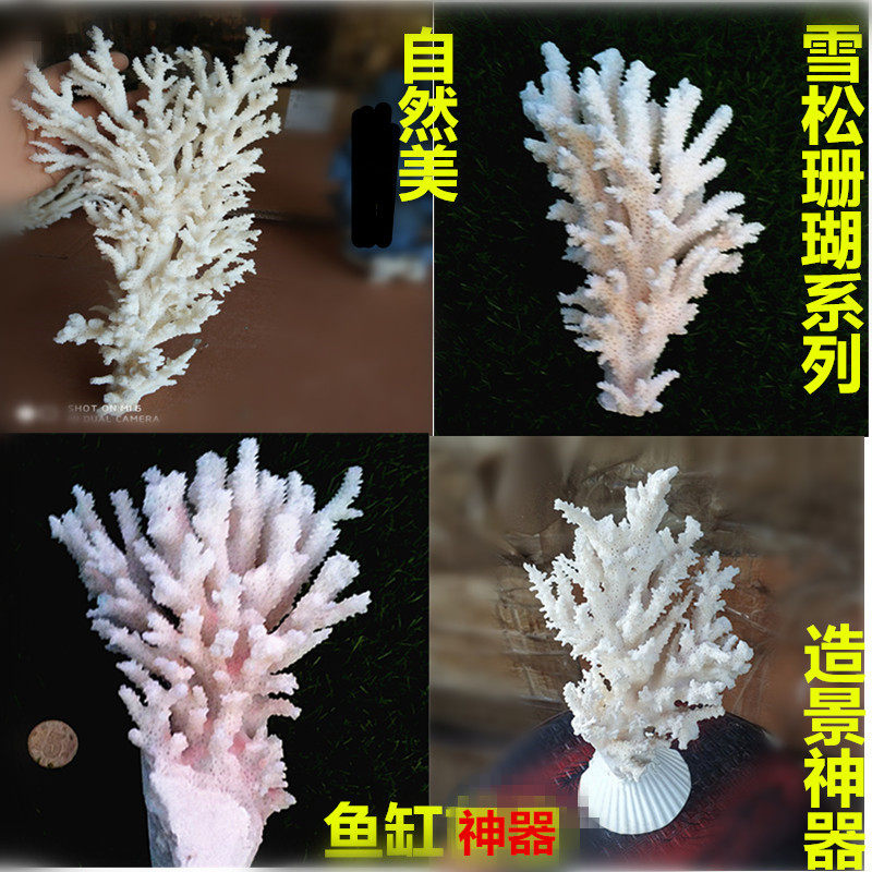白珊瑚骨珊瑚石雪松腦花石盆景魚缸水族箱造景硬化水硝化菌堿性在類目 家居飾品, 創意飾品, 海螺/貝殼/珊瑚中 - 來自Buy2taobao.com提供專業的淘寶代購服務