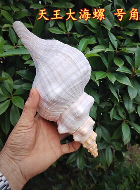 天然海螺天王大法螺赤旋螺