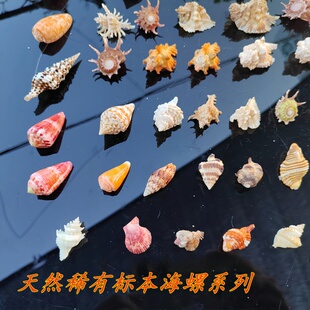 天然海螺 标本螺花鹿宝螺棘轮星螺 玫红法螺 芭蕉螺浮标宝螺收藏