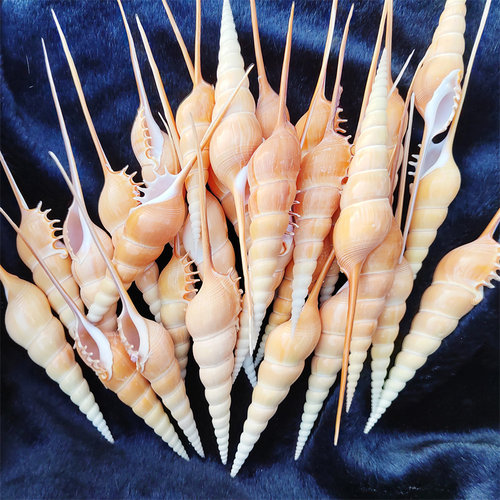 天然海螺曼丁长鼻螺马丁螺