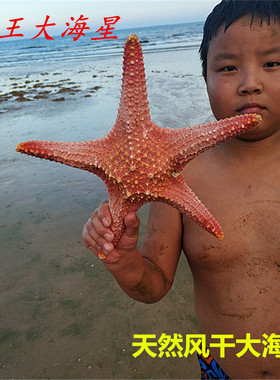 天然海星霸王星干海星