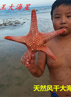 天然海星霸王星干海星