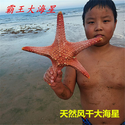天然大海星风干海星霸王星装饰道具地台创意布景软装热带沙滩海星