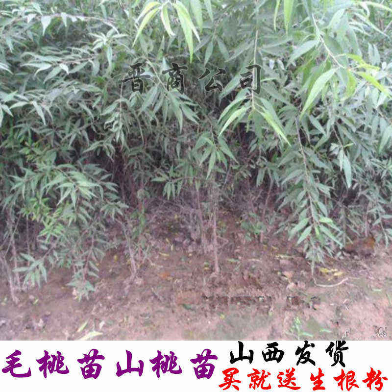 山桃苗毛桃苗毛桃树苗山桃树苗山桃杯苗毛桃树苗占地桃树苗山西