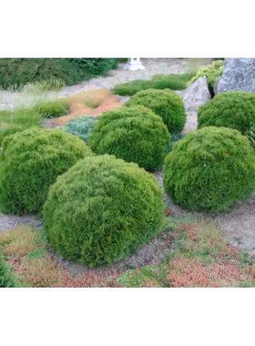 针叶树 北美香柏 达尼卡 Thuja occidentalis 'Danica'