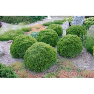 针叶树 北美香柏 达尼卡 Thuja occidentalis 'Danica'