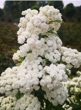 重瓣麻叶绣线菊：新娘花环Spiraea cantoniensis 'Flore PLeno'hu