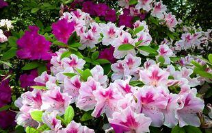 进口多季杜鹃 花秋泰勒一物一拍多季开花花园盆栽花卉杜鹃花苗