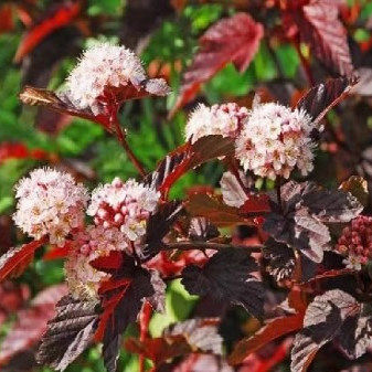 进口紫叶风箱果 红衣女郎 小淘气 盆栽花园庭院绿植花卉花苗