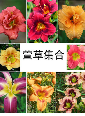 进口大花萱草集合 大花耐寒耐热多年生宿根花园盆栽植物花卉花苗