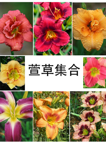 进口大花萱草集合 大花耐寒耐热多年生宿根花园盆栽植物花卉花苗