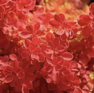 日本小檗：橙冰  耳麦 一物一拍观花观叶花园庭院绿植盆栽花苗