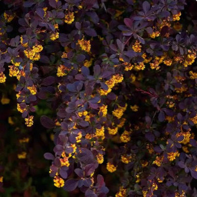 小檗 耳麦Berberis x ottawensis 'Auricoma'一物一拍观花叶花苗