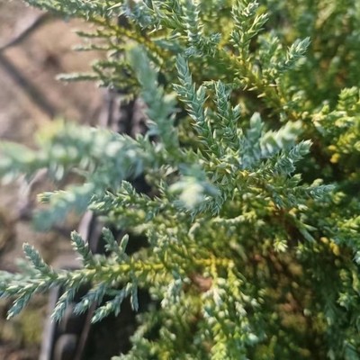 松针树集合4 蓝叶杜松休斯 金色海岸线 老黄金花园庭院绿植盆栽苗