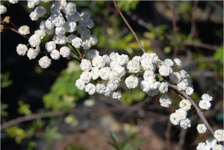 笑靥花:普林纳spiraea prunifolia plena