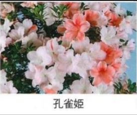 皋月杜鹃：孔雀姬 一物一拍花园庭院阳台绿植盆栽花卉杜鹃花苗