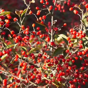 毛叶石楠：镰柄 盆栽木本植物大灌木乔木庭院绿植花卉园艺树苗
