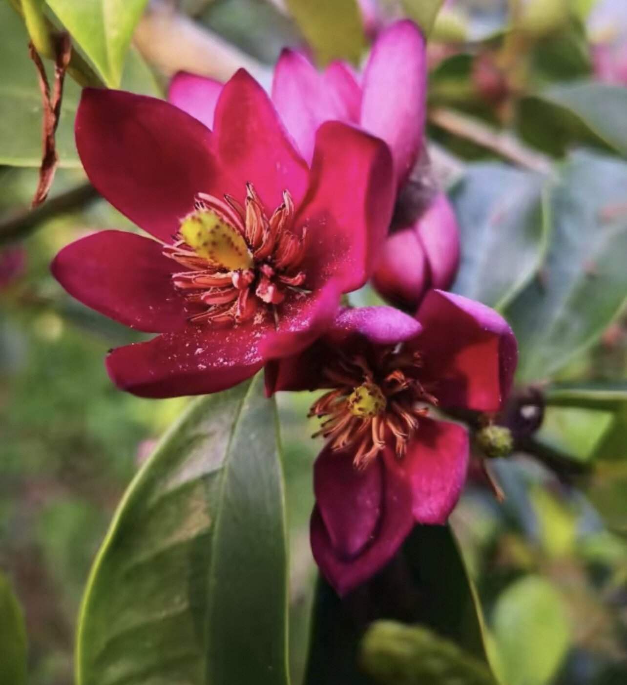 含笑：皇家长袍Michelia crassipes 'Royal Robes'庭院花园花苗