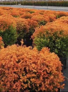 针叶树 北美香柏 消防队长 Thuja occidentalis 'Fire Chief'