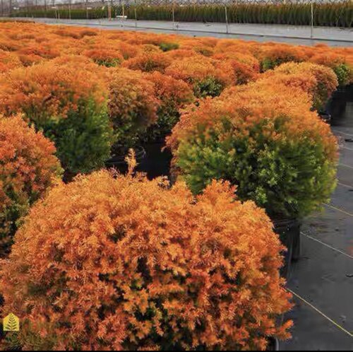 针叶树 北美香柏 消防队长 Thuja occidentalis 'Fire Chief'