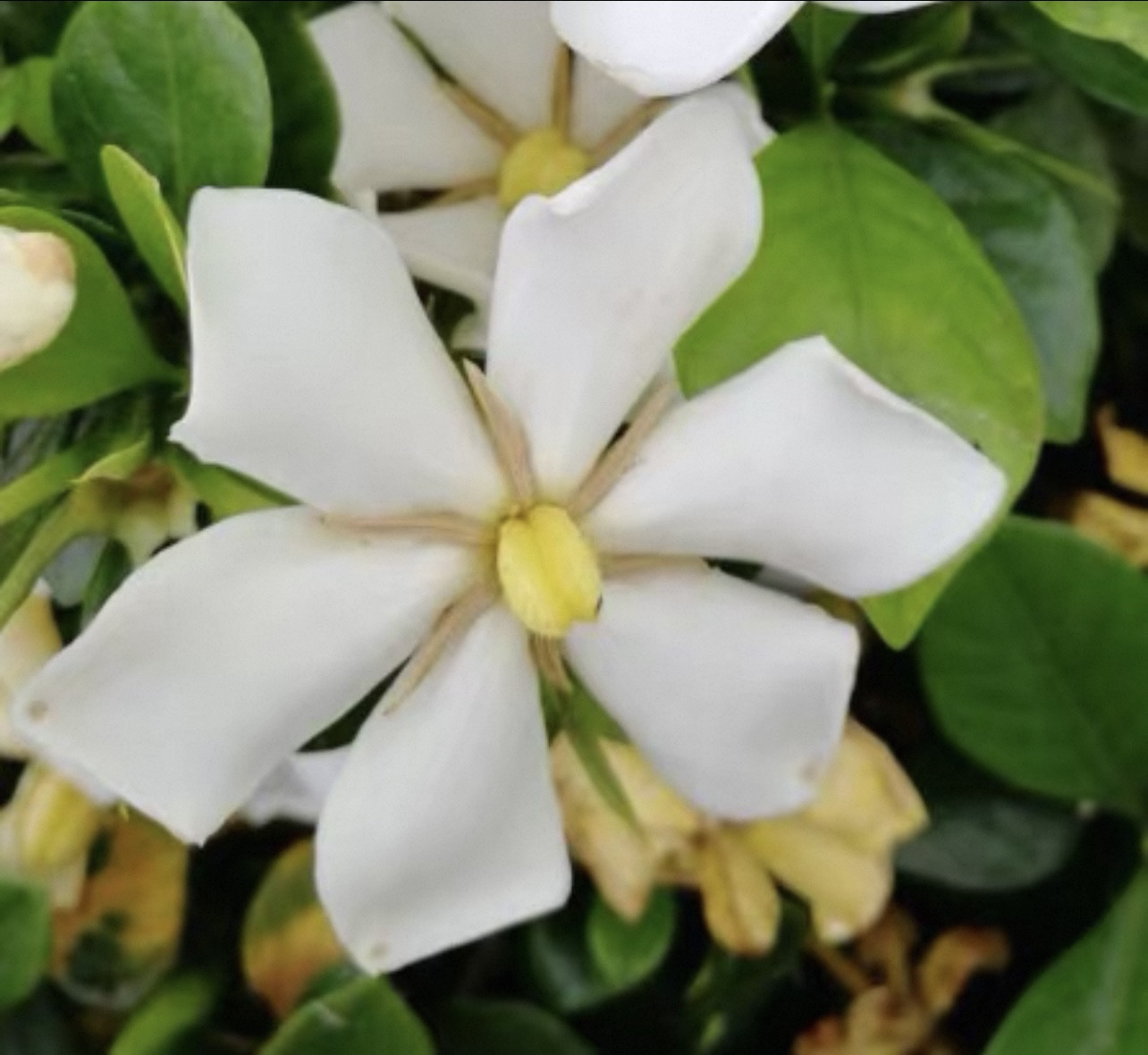 栀子花 金钱栀子 圆叶山黄栀子 单瓣花结果稀有盆景素材栀子花苗