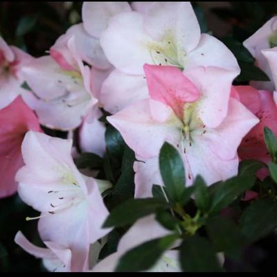 皋月杜鹃 新生Shinsei 一物一拍盆栽庭院阳台绿植花卉杜鹃花苗