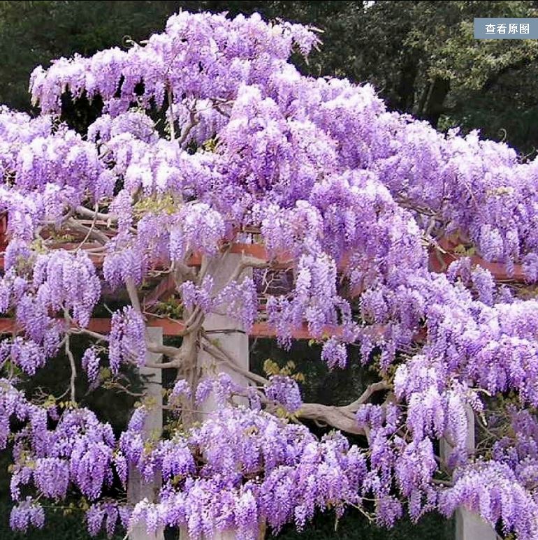 丰花紫藤目录 银藤 口红 开东阁 仙云 金龙 牛岛 扦插紫藤花苗 鲜花速递/花卉仿真/绿植园艺 绣球/木绣球/木本植物 原图主图