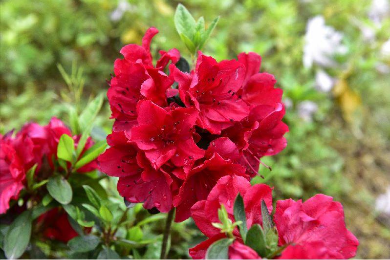 杜鹃：红歌 一物一拍春鹃花园庭院阳台绿植盆栽花卉杜鹃花苗,鲜花速递/花卉仿真/绿植园艺,绣球/木绣球/木本植物,淘宝优惠券,粉丝福利购,淘宝优惠卷