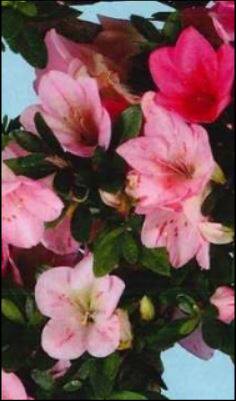 皋月杜鹃：舞舟 一物一拍花园庭院阳台绿植盆栽花卉杜鹃花苗