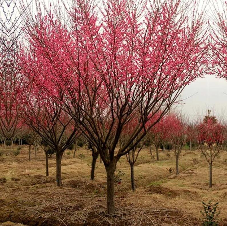 梅花树苗红梅树苗庭院地栽盆栽图片